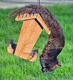 Squirrel Feeder_DSCF01624